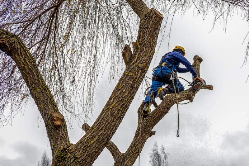 Arborist with Tree Climbing Gear