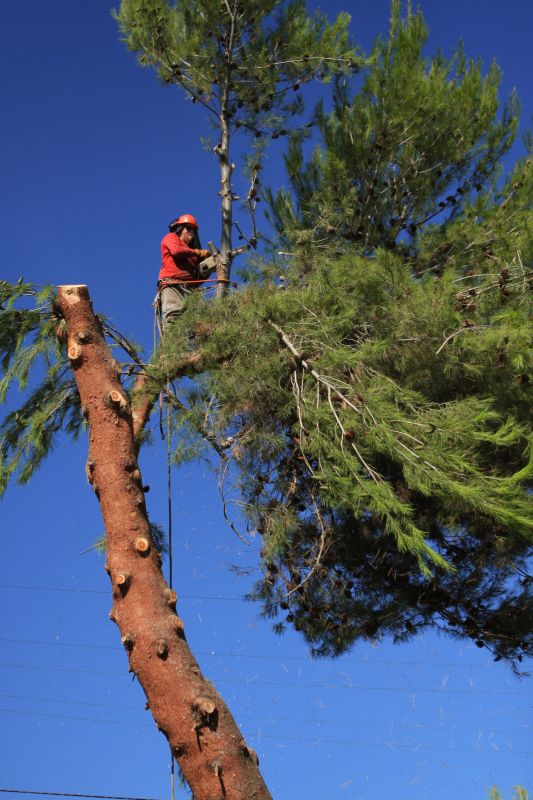 Tree Removal Services