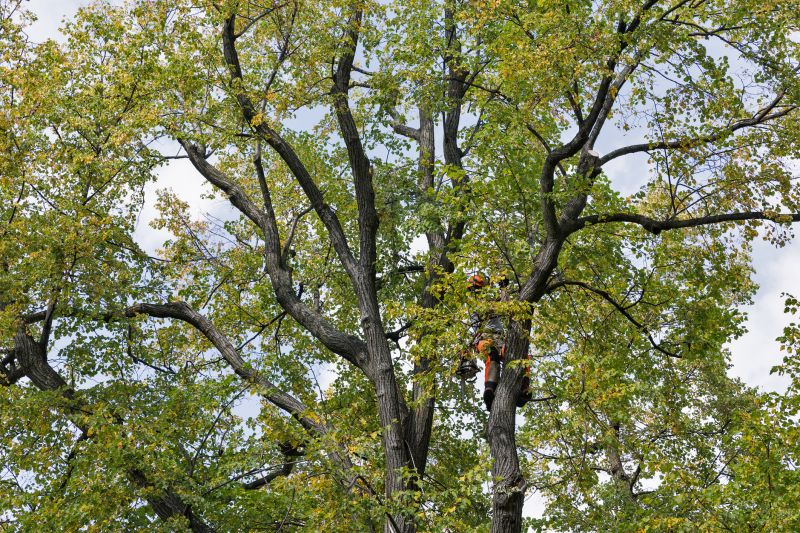Municipal Tree Services