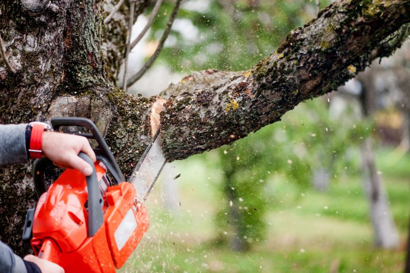 Willow Tree Removal in Aiken, SC